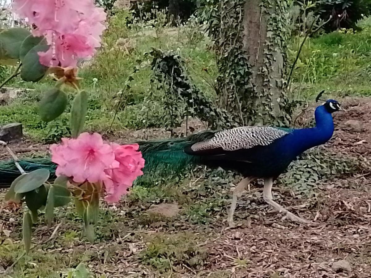 فندق Le Domaine De La Plume La Gimond المظهر الخارجي الصورة