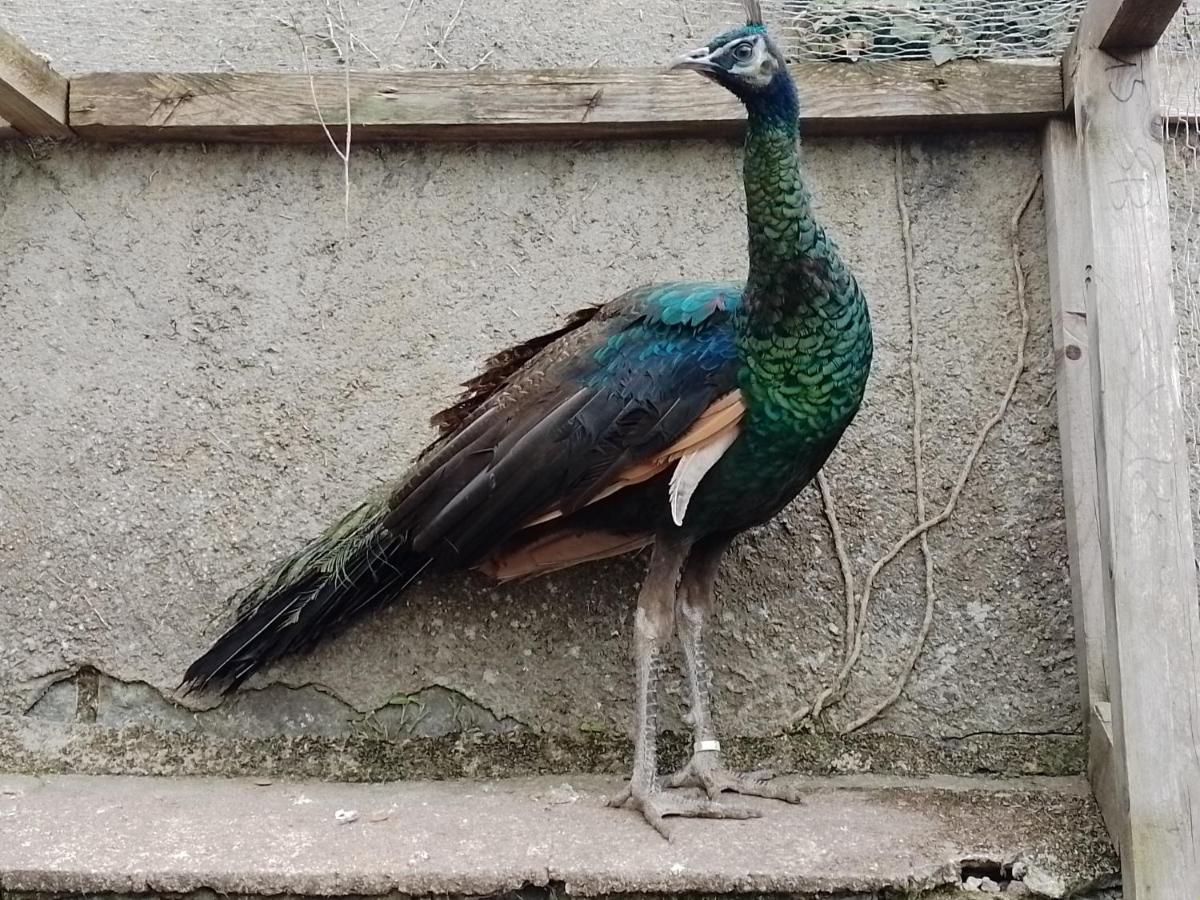 فندق Le Domaine De La Plume La Gimond المظهر الخارجي الصورة